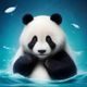用户Panda_W的头像，年轻男性，轻松随意的拍摄风格